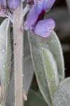 Gulf Coast lupine